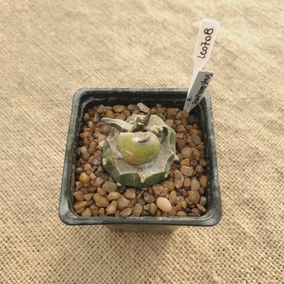 LC0708 - Quimera Echinopsis subdenudata /Ariocarpus scaphirostris