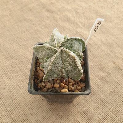 LC07181 - Astrophytum myriostigma 'Fukuryu doble Hakujo'