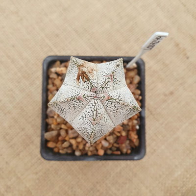 OUTLET - Astrophytum myriostigma 'Onzuka Vype' 