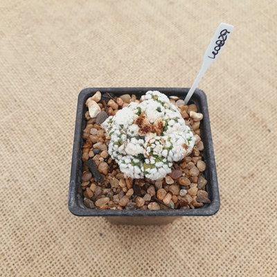 OUTLET! - Mini astrophytum injertado en Echinopsis subdenudata