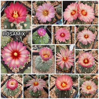 20 semillas mix de asterias Flores rosadas - Cruzas puras!