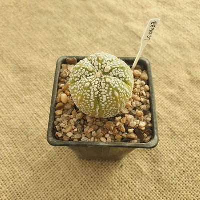 LC0633 - Astrophytum asterias Goryo Superkabuto