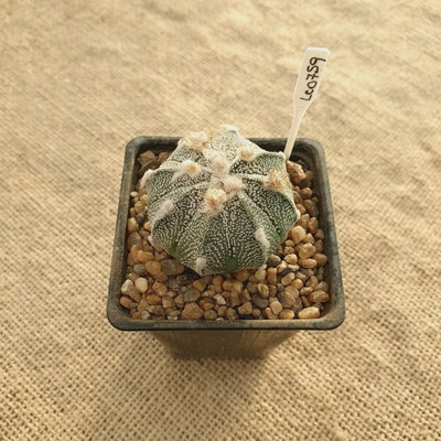 LC0759 - Astrophytum multihíbrido