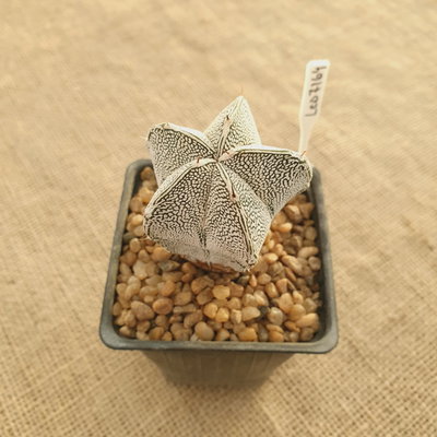 LC7164 - Astrophytum myriostigma 'Onzuka'