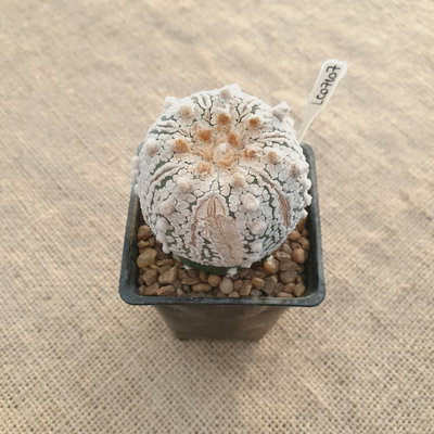 OUTLET - Astrophytum asterias 'Superkabuto V Type' injertado