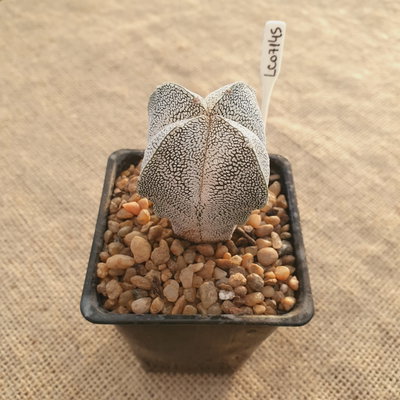 LC07145 - Astrophytum myriostigma 'Onzuka' cuadricostatum
