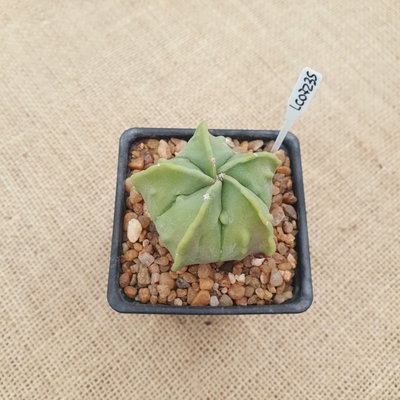 LC7235 - Astrophytum myriostigma Fukuryu