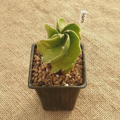 LC0754 - Astrophytum 