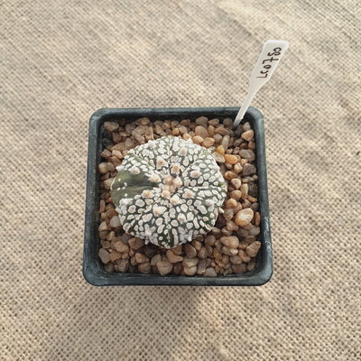 LC0750 - Astrophytum asterias cv. Superkabuto 'V type'