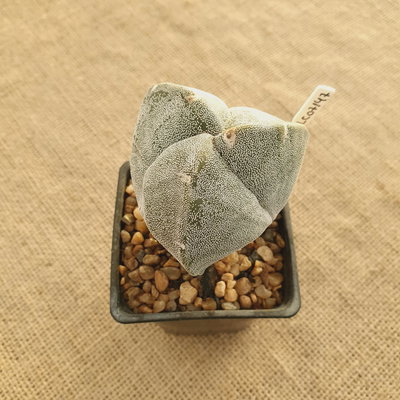 LC07141 - Astrophytum myriostigma tricostatum