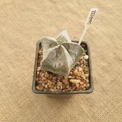 LC7122 - Astrophytum myriostigma Onzuka Fukuryu