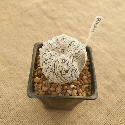 OUTLET - Astrophytum injertado