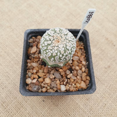OUTLET! - Mini astrophytum injertado en Echinopsis subdenudata