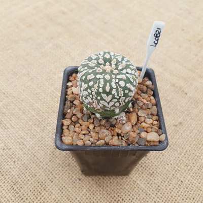 OUTLET! - Mini astrophytum injertado en Echinopsis subdenudata