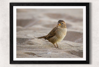 Passer domesticus