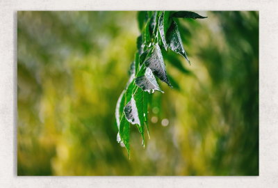Después de la lluvia