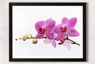 Orquídea phalaenopsis