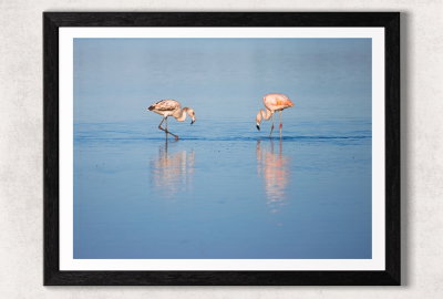 Reflejos
