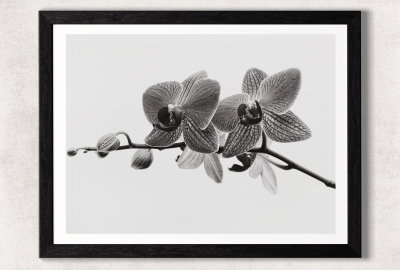 Orquídeas