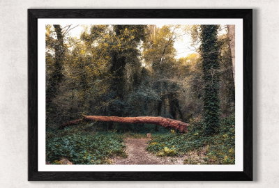 Bosque encantado