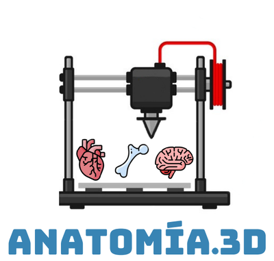 Logo Anatomia.3D