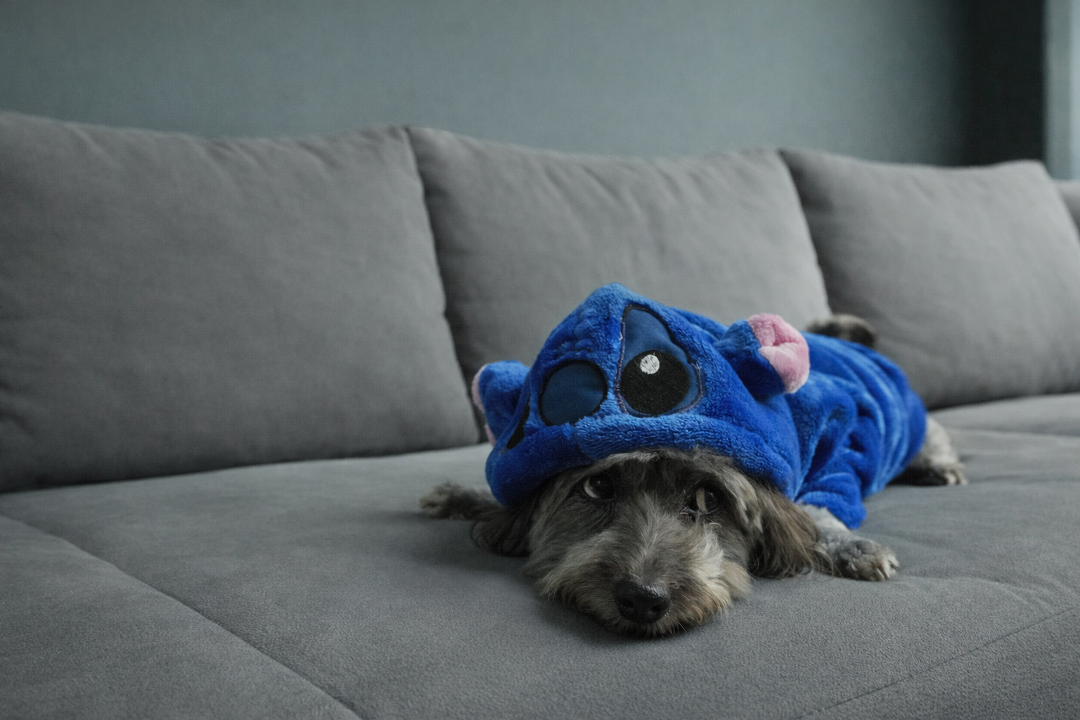Mundi Pets