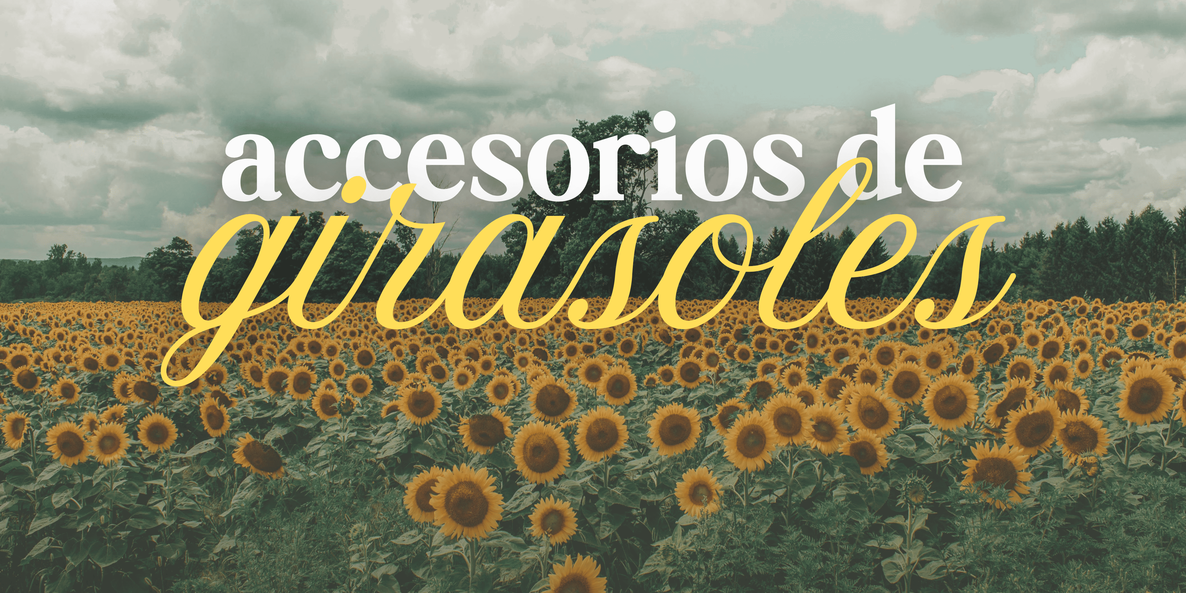 banner-0