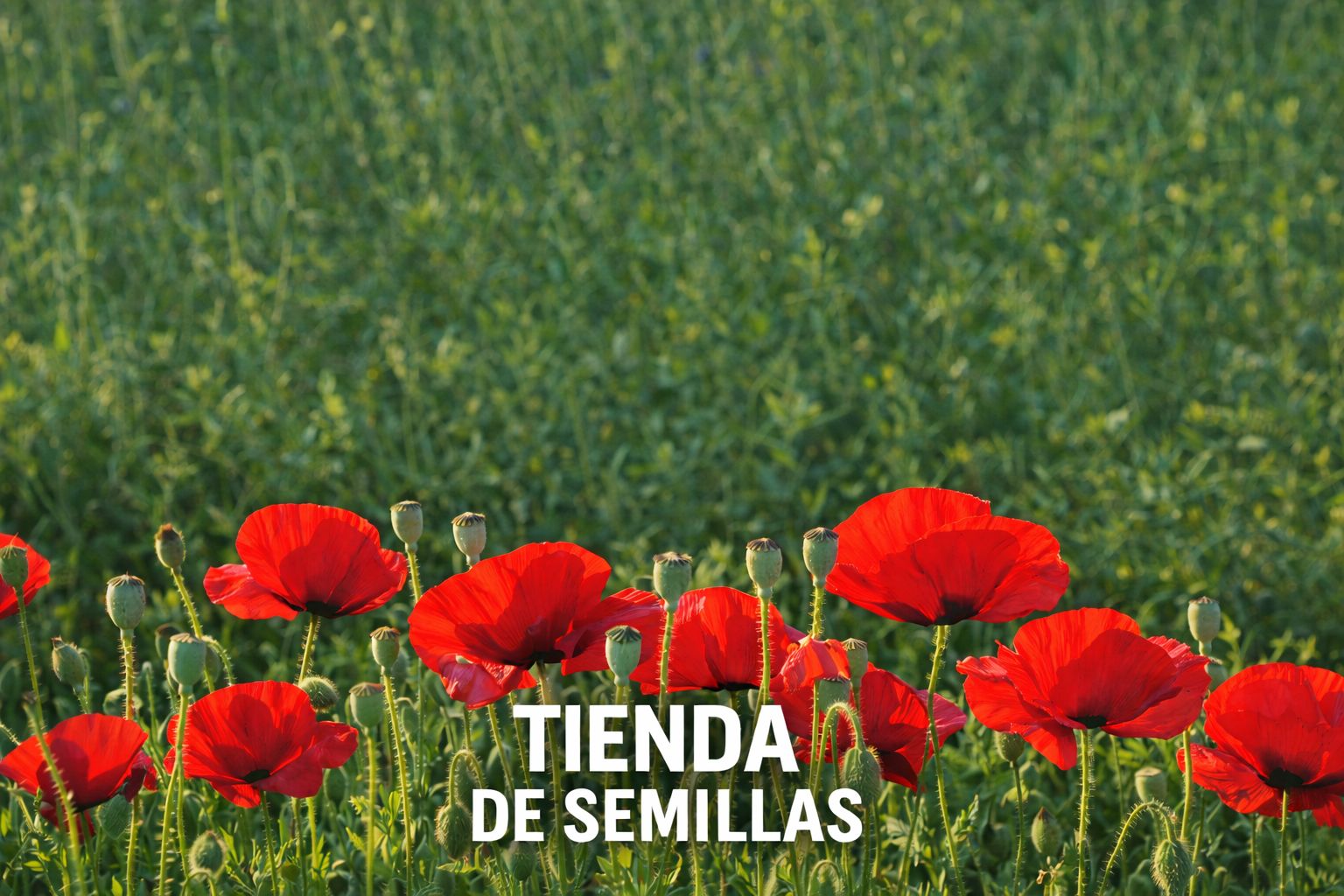 banner-0