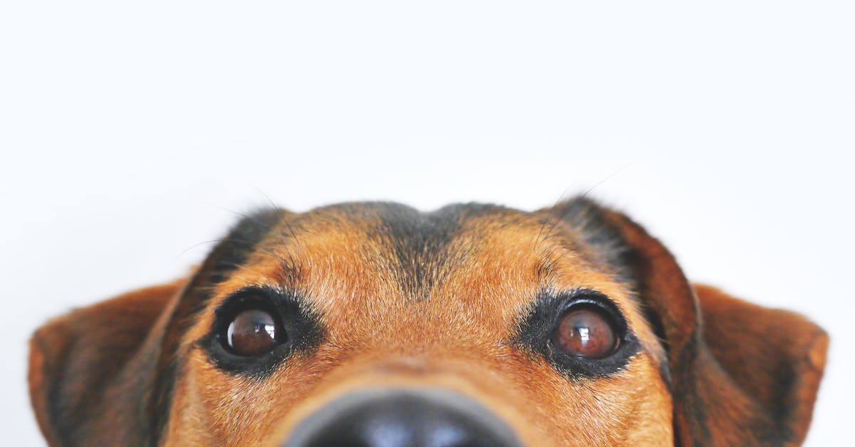 banner-0