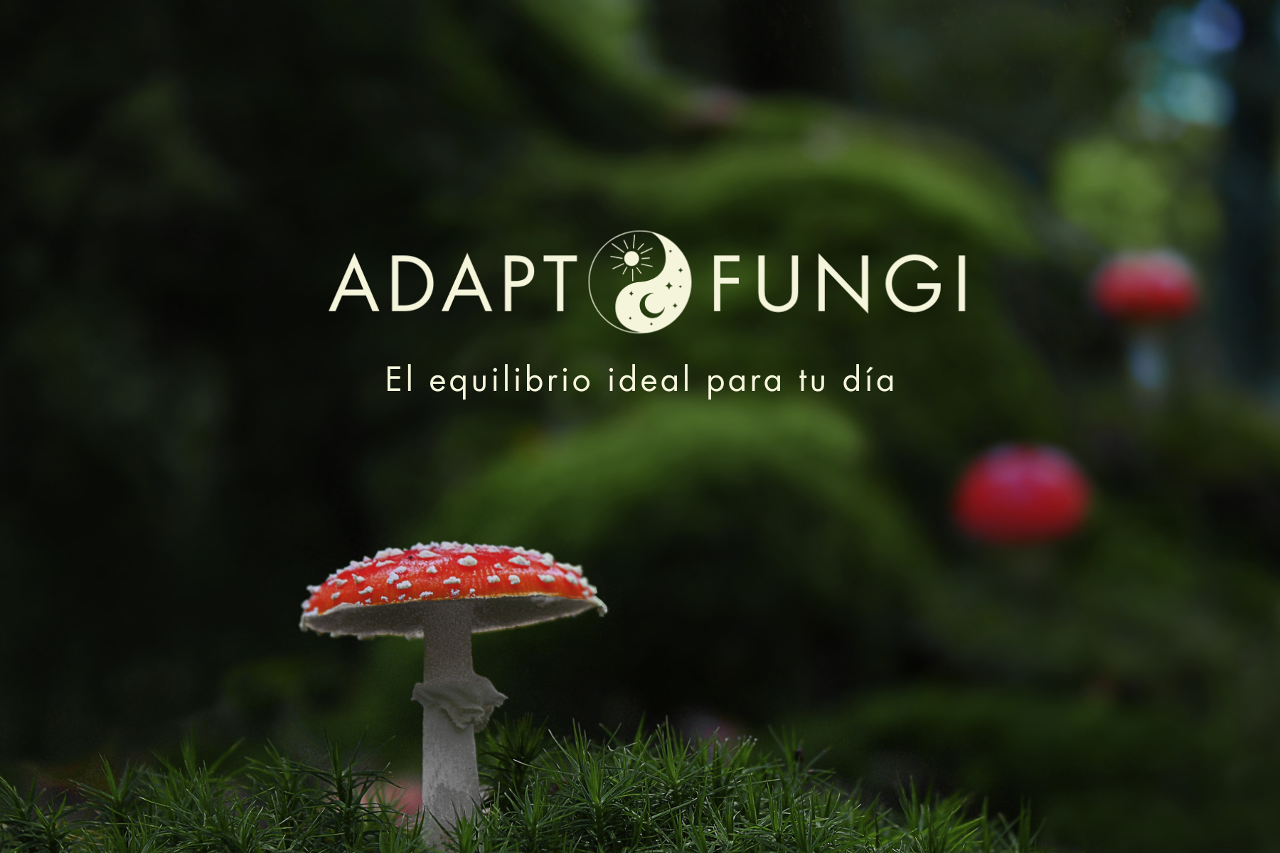 banner-0