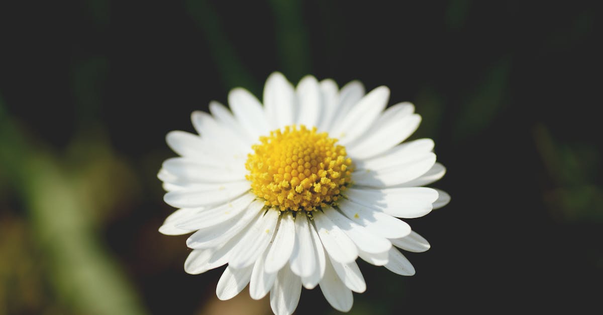 banner-3