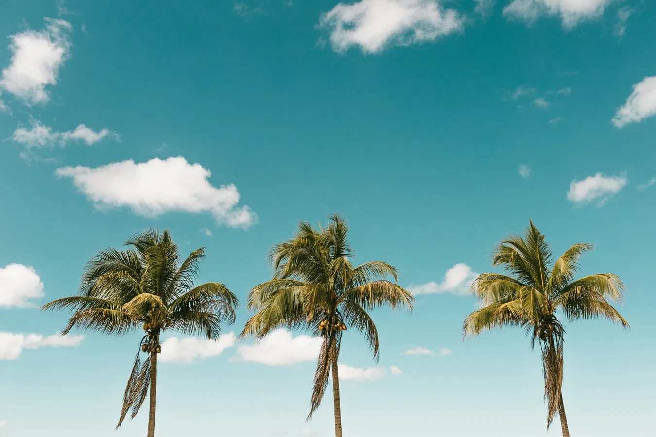 banner-0